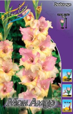 Гладиолус Мон Амур (1шт) 1587