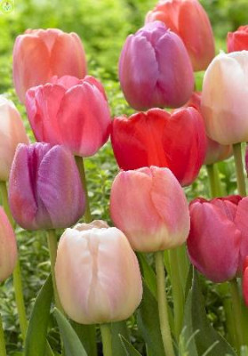 Тюльпан Прайд Смесь (1шт)