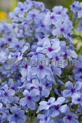 Флокс Чаттахучи (1шт)