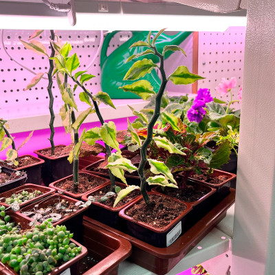 Педилантус саженцы (3)