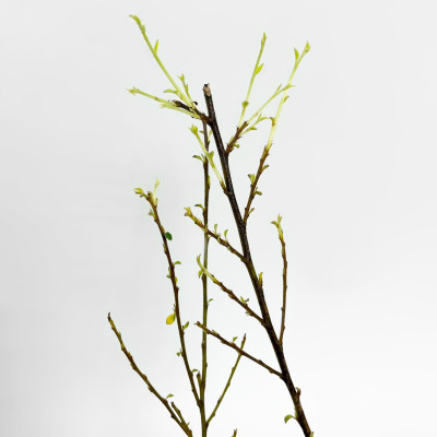 Кизильник Вариегатус (2)