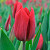 Тюльпан Стронг Лов (1шт)
