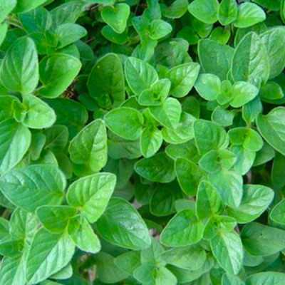 Майоран Лакомка пряность