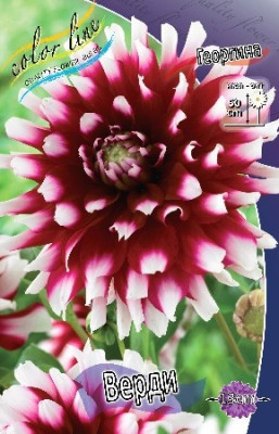 Георгин Верди (1шт) 3992