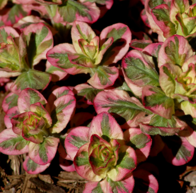 Вербейник Александер (2шт)