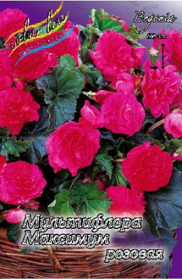 Бегония Мультифлора Максима Розовая (1шт) 3503