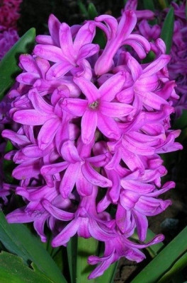 Гиацинт Аладдин (1шт) 1781