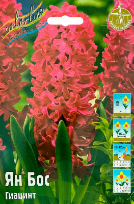 Гиацинт Ян Бос (1шт)