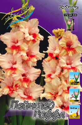 Гладиолус Пейнтед Фриззлс Раффл (1шт) 3540