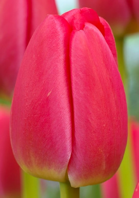 Тюльпан Ред Праид (1шт) 7396