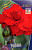 Гвоздика Ребека (1шт) 4072