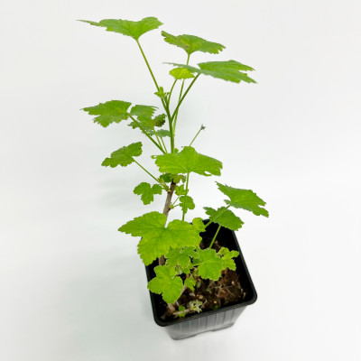 Смородина белая Зитавиа (4)