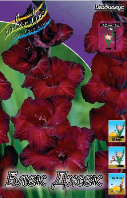 Гладиолус Блэк Джек (1шт) 1574