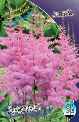 Астильба Аметист (2шт) 1669