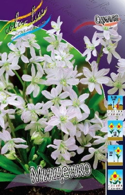 Сцилла Мищенко (10шт) 6 41