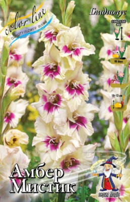 Гладиолус Амбер (1шт)