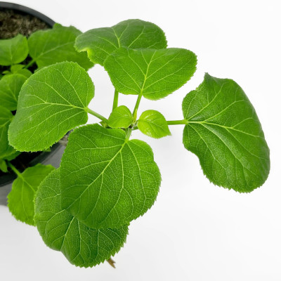 Гортензия вьющаяся черешковая (2)