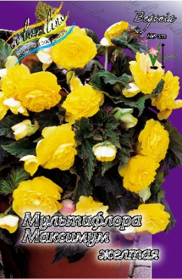 Бегония Мультифлора Максима Желтая (1шт) 3502