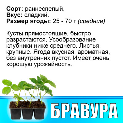 Земляника (Клубника) Бравура в кассете