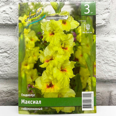 Гладиолус МАКСИАЛ гофрированный