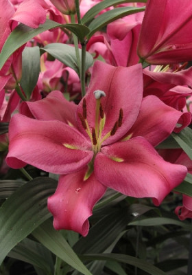 Лилия Ред Дезаер (1шт) 3845