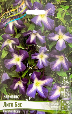 Клематис Литл Бас (1шт)