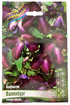 Клематис ВАЛЕНБУРГ (3 группа обрезки)