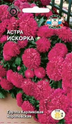 Астра Искорка (карликовая, малиново-розовая)