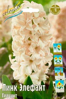 Гиацинт Пинк Элефант (1шт)