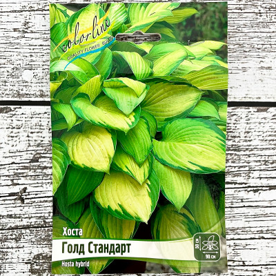 Хоста ГОЛД СТАНДАРТ