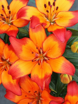 Лилия Танджери Джой (1шт) 7072