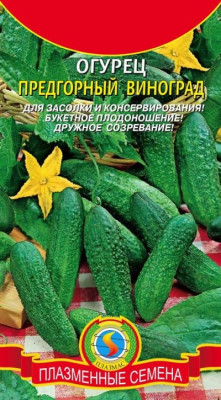 Огурец Предгорный виноград 12 шт. Огурец Предгорный виноград 12 шт.