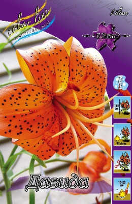 Лилия Дабл Давид (1шт) 2848