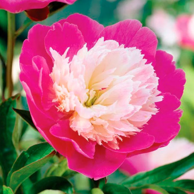 Пион Джонни (1шт)