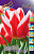 Тюльпан Пиранд (1шт) 13
