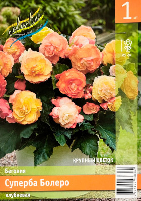 Бегония Суперба Болеро (1шт)