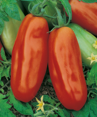 Томат Адамо Грин F1 5шт