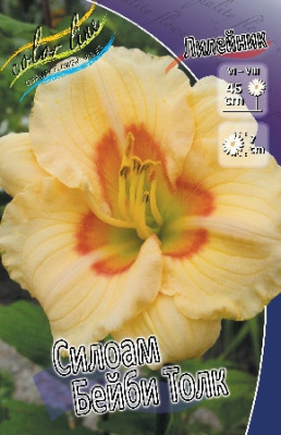 Лилейник Силоам Бейби Толк 3шт 1913