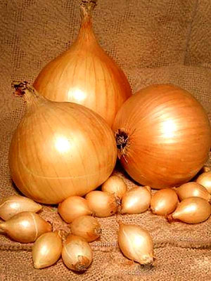 лук Севок Трой 10-21см Голландия