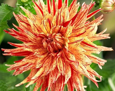 Георгин Вайнсом 1шт