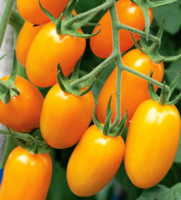 Томат Сластена оранжевая (20шт)