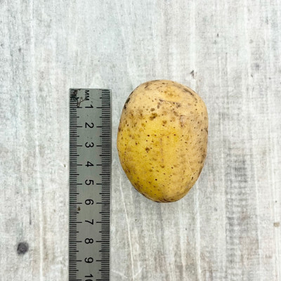 Картофель семенной ГАЛА размер