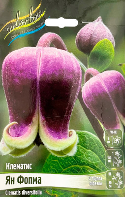Клематис Ян Фопма (1шт) Клематис Ян Фопма (1шт)