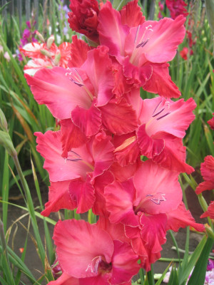 Гладиолус Кардинал (1шт) 3465