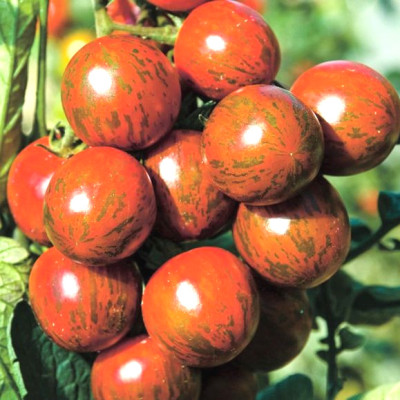 Томат Непоседа Джестер F1 3шт