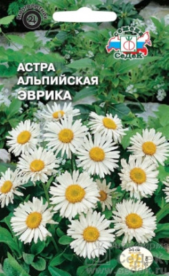 Астра Эврика (альпийская, белая)