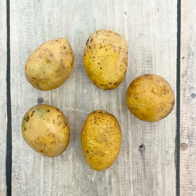 Картофель семенной ГАЛА