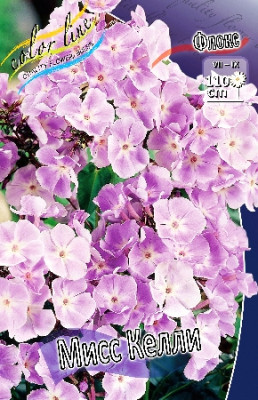 Флокс Мисс Келли (1шт) 3687