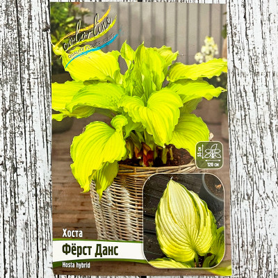 Хоста ФЁРСТ ДАНС