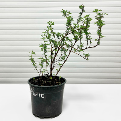 Лапчатка Манго Танго